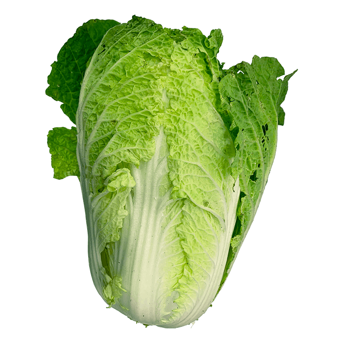 Napa Cabbage Da Lat Regular Grade