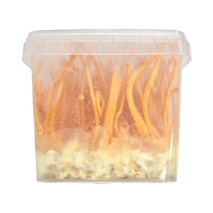 Nấm Đông Trùng Hạ Thảo Tươi 150g