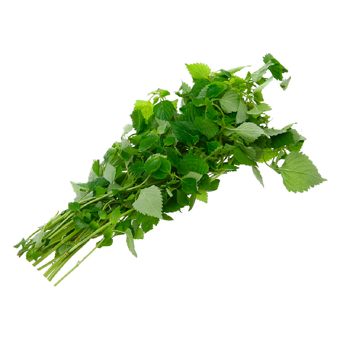 Kinh Giới Miền Bắc