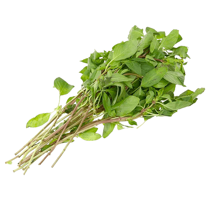 Húng Quế (Húng Chó) Loại Thường