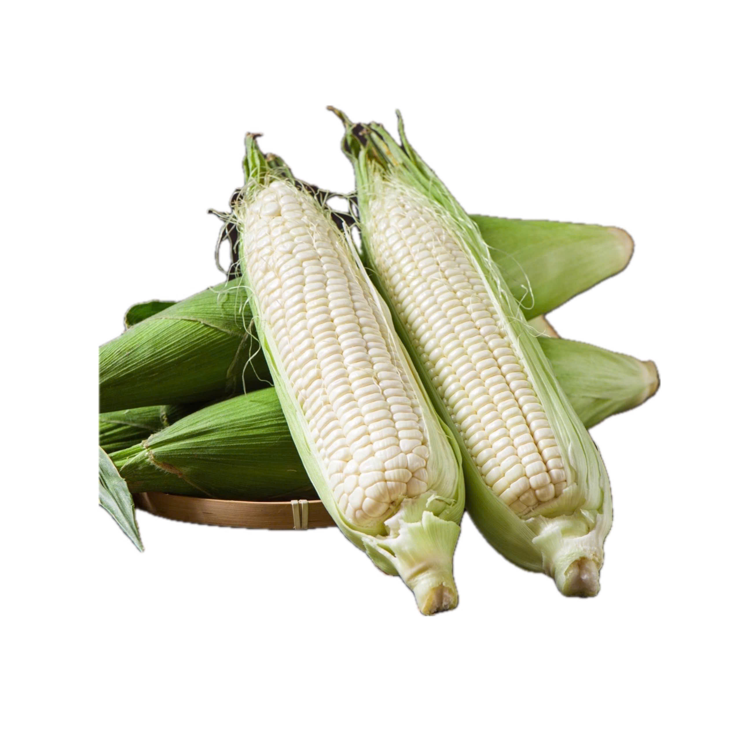 Waxy Corn South