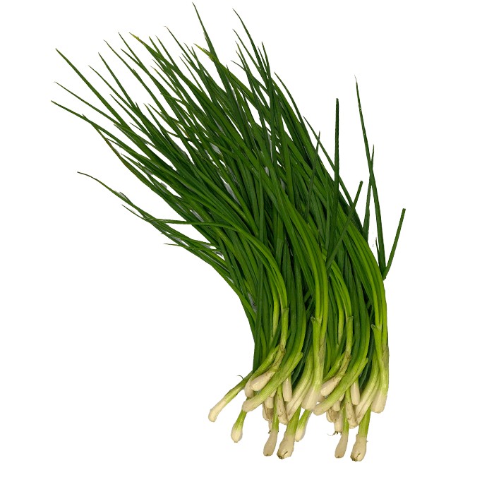 Green Onion Da Lat Regular Grade