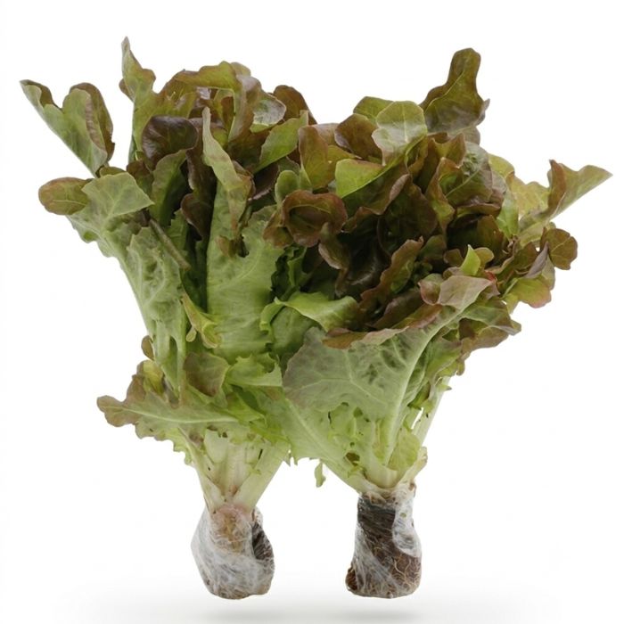 Red Oakleaf Da Lat Hydroponic