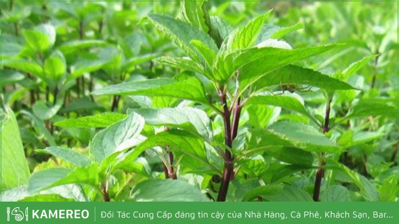 Húng Quế (Húng Chó) Loại 1 | KAMEREO