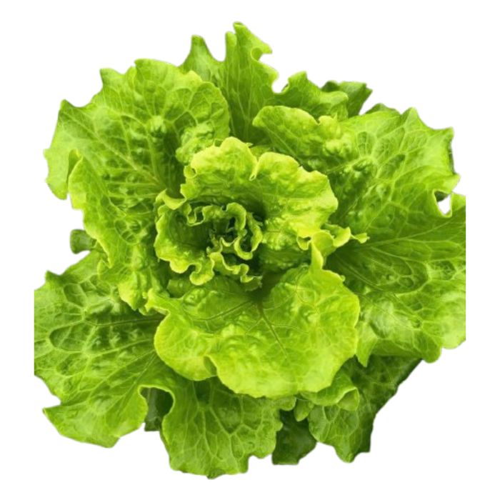 Sanchu Lettuce Da Lat Hydroponic