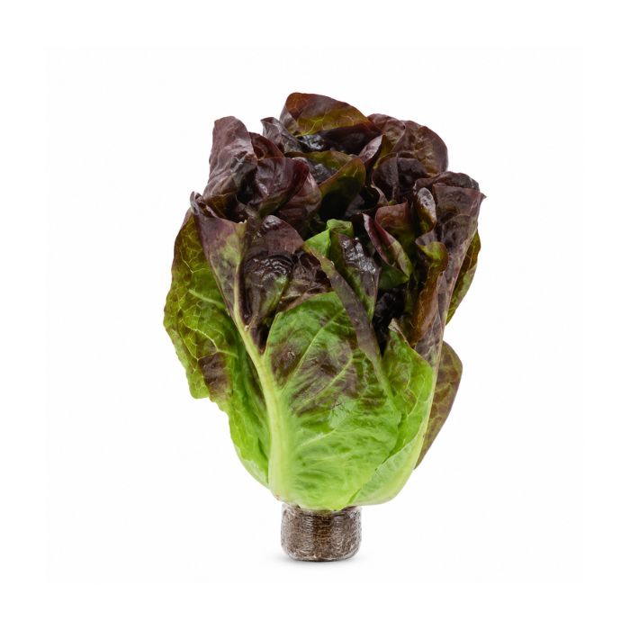 Red Romaine Rossa Lettuce Da Lat Hydroponic