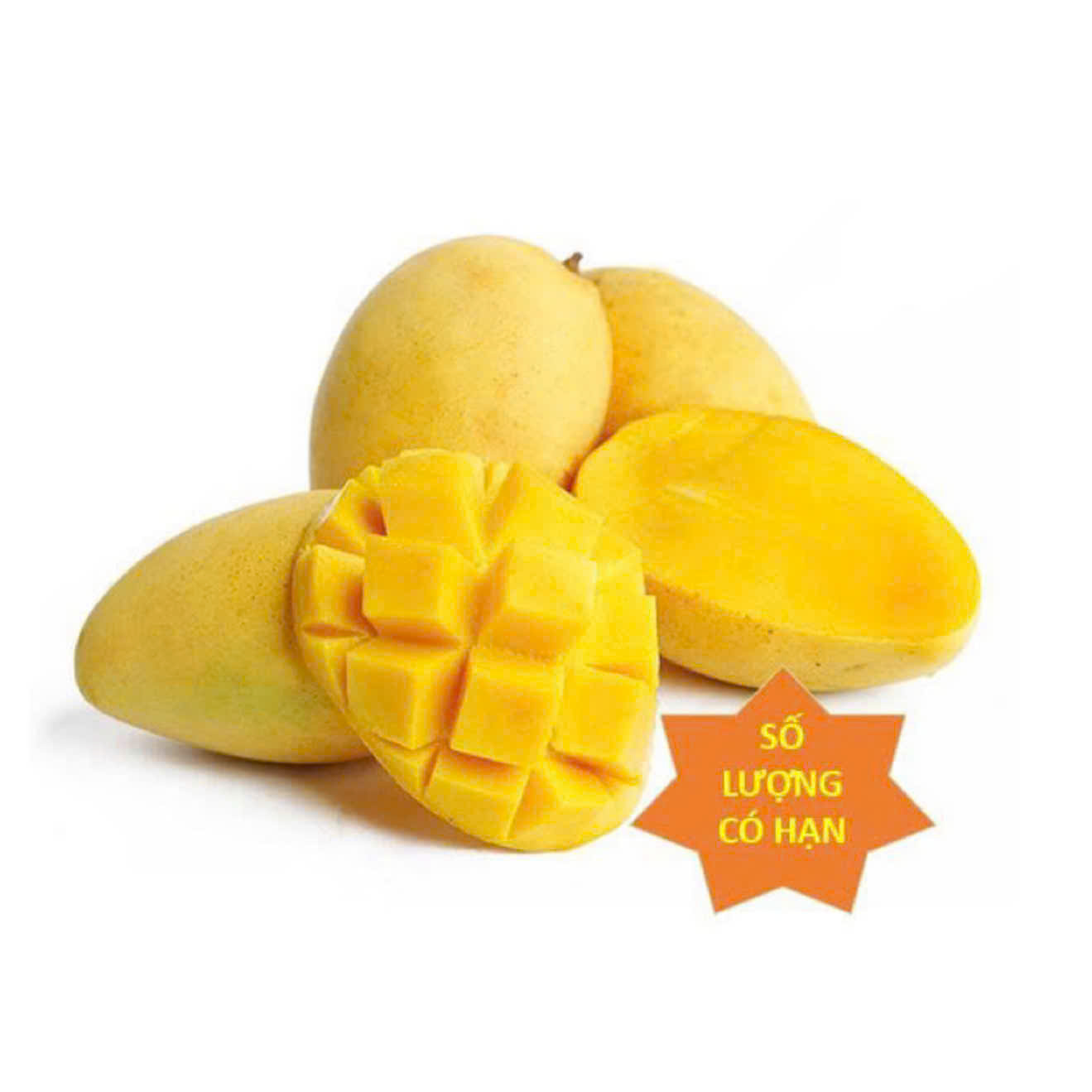 Xoài Cát Chu Vàng Miền Tây Ủ Sẵn