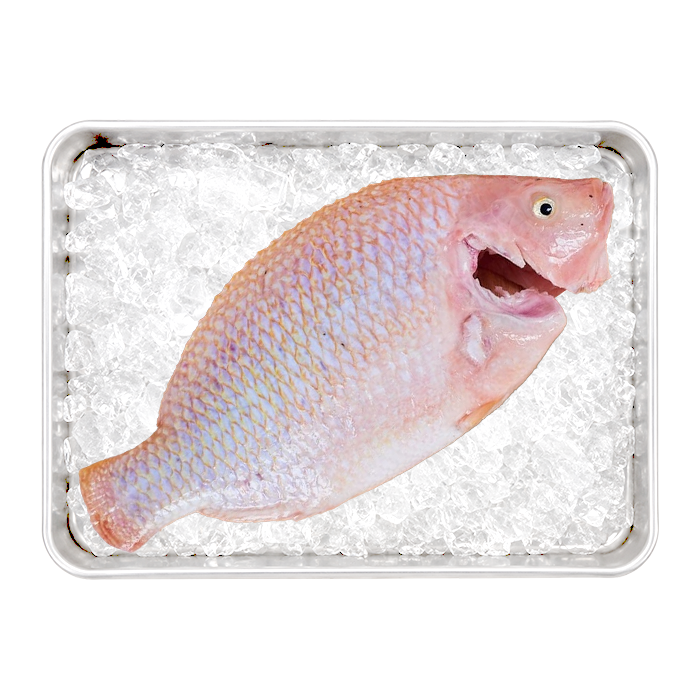 Cleaned Red Tilapia Fish