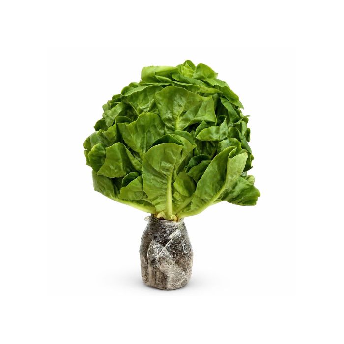 Xà Lách Romaine (Thuỷ Canh) Đà Lạt
