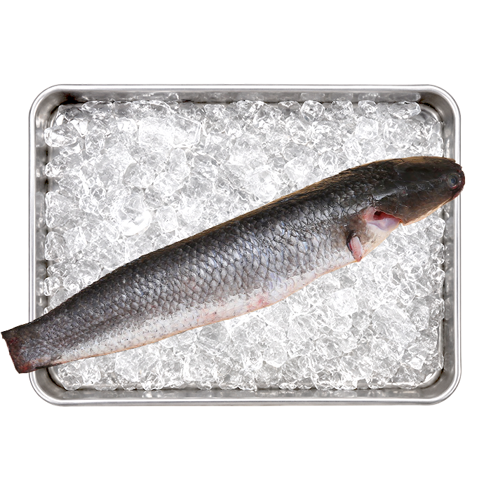 Cleaned Snakehead Fish