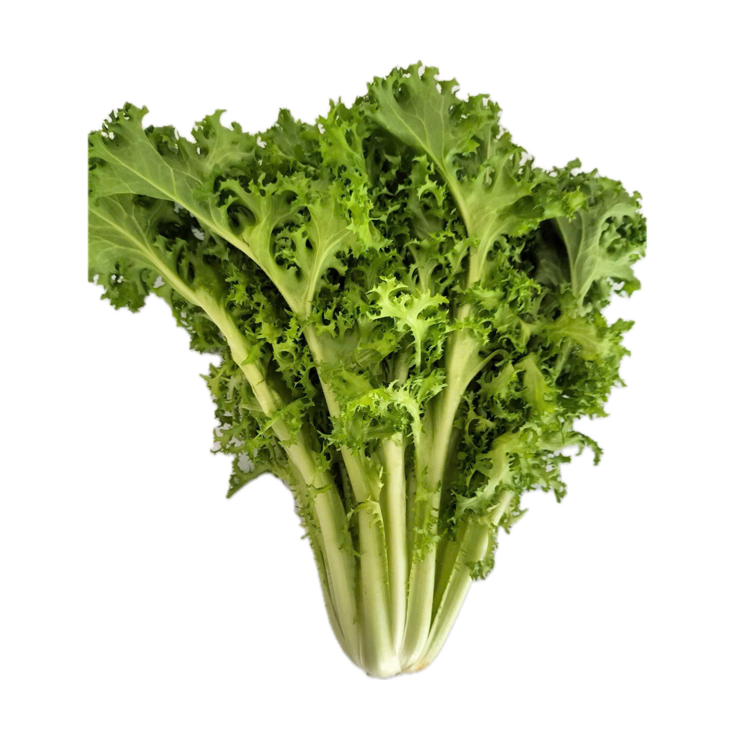 Xà Lách Frisee Đà Lạt