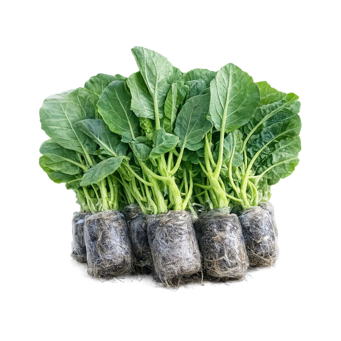 Kailan Hydroponic