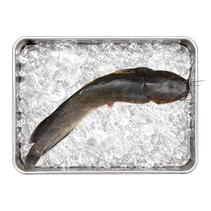 Cleaned Catfish